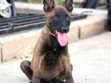 Koyu Kızıl Siyah Hırs Küpü Malinoisler