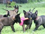 Koyu kızıl siyah hırs küpü malinoisler