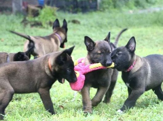 Koyu Kızıl Siyah Hırs Küpü Malinoisler