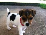A Kalite Dişi Erkek Jack Russell Yavrular
