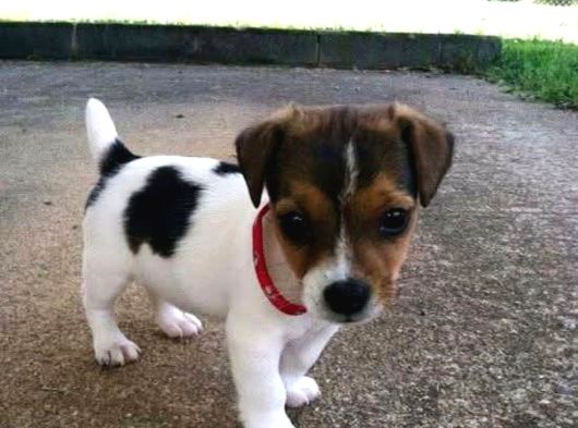 A Kalite Dişi Erkek Jack Russell Yavrular görsel