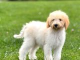 GOLDENDOODLE BEBEK YÜZLÜ DEV BOY YAVRULAR