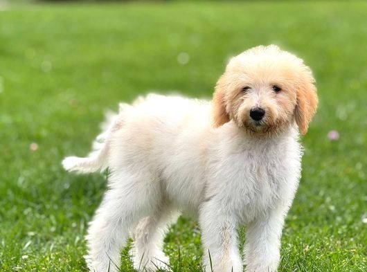 Goldendoodle Bebek Yüzlü Dev Boy Yavrular