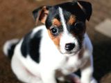 A Kalite Dişi Erkek Jack Russell Yavrular