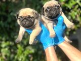 MÜKEMMEL PUG YAVRULARIMIZ
