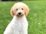 Goldendoodle Bebek Yüzlü Dev Boy Yavrular