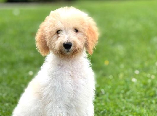 Goldendoodle Bebek Yüzlü Dev Boy Yavrular görsel