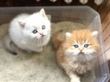 1 KALİTE GOLDEN BRİTİSH LONGHAİR VE SHORTHAİR YAVRULAR
