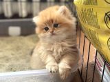 1 Kali̇te Golden Bri̇ti̇sh Longhai̇r Ve Shorthai̇r Yavrular