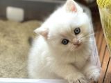1 Kali̇te Golden Bri̇ti̇sh Longhai̇r Ve Shorthai̇r Yavrular