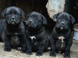 SAFKAN CANE CORSO