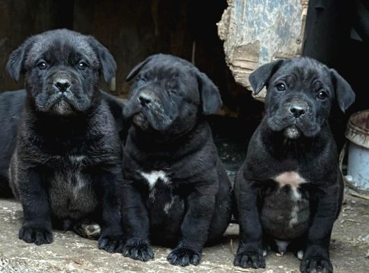 Irk Ve Sağlik Garanti̇li̇ Cane Corso
