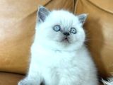 Di̇kkat Çeki̇ci̇ Bluepoint British Shorthair
