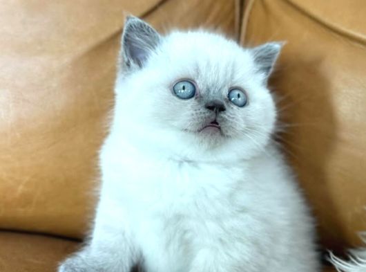 Di̇kkat Çeki̇ci̇ Bluepoint British Shorthair