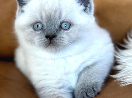 Di̇kkat Çeki̇ci̇ Bluepoint British Shorthair görsel