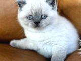 Di̇kkat Çeki̇ci̇ Bluepoint British Shorthair