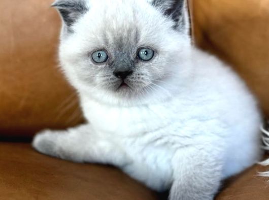 Di̇kkat Çeki̇ci̇ Bluepoint British Shorthair görsel