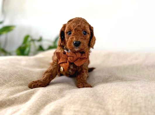 Irk Garanti̇li̇ Toy Poodle Yavrularımız görsel