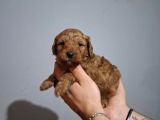 Minnacık toy poodle Yavrularımız