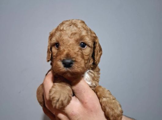 Minnacık Toy Poodle Yavrularımız görsel