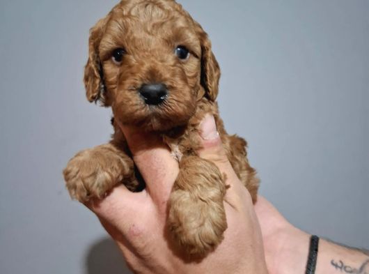 Minnacık Toy Poodle Yavrularımız görsel