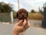 A kalite poodle Yavrularımız