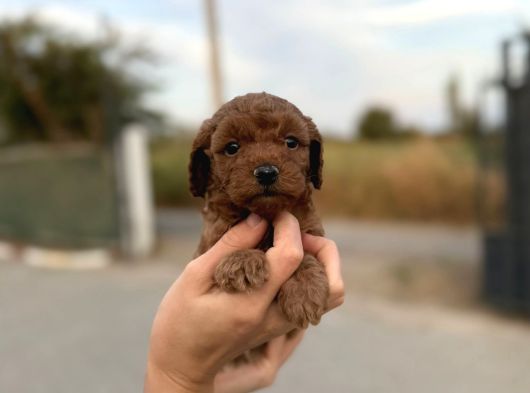 A Kalite Poodle Yavrularımız