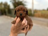 A Kalite Poodle Yavrularımız