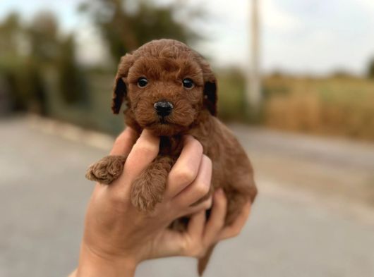 A Kalite Poodle Yavrularımız görsel