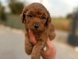 A Kalite Poodle Yavrularımız