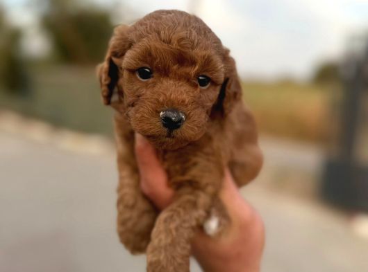 A Kalite Poodle Yavrularımız görsel