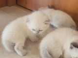 Tatlimi Tatli Top Kafa Bri̇ti̇sh Yavrularimiz