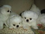 Kore teacup pekines bebeklerimiz