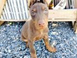 Kızıl Ve Siyah Doberman Yavruları