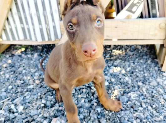 Kızıl Ve Siyah Doberman Yavruları görsel