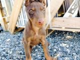 Kızıl Ve Siyah Doberman Yavruları