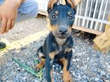 Kızıl Ve Siyah Doberman Yavruları