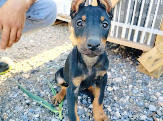 Kızıl Ve Siyah Doberman Yavruları görsel