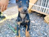 Kızıl Ve Siyah Doberman Yavruları