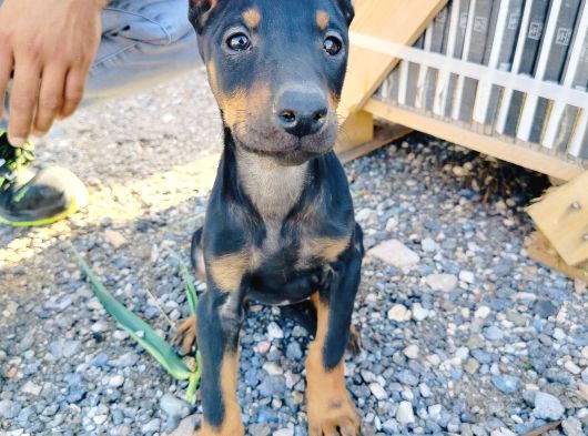 Kızıl Ve Siyah Doberman Yavruları görsel