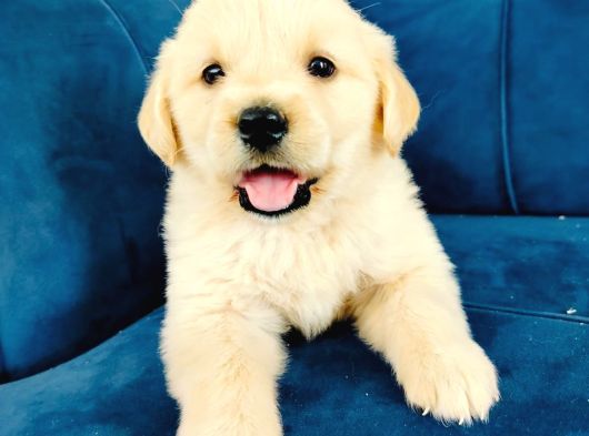 Baby Face Dişi Golden Yavrularımız görsel