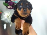 Koca kafa İri cüsseli rotweiler yavruları