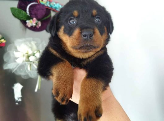 Koca Kafa İri Cüsseli Rotweiler Yavruları