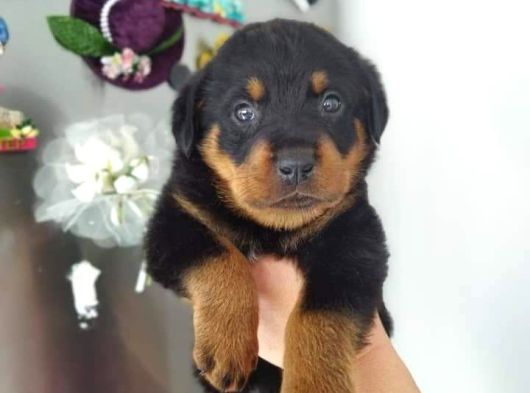 Koca Kafa İri Cüsseli Rotweiler Yavruları görsel