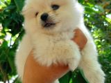 Ayıcık Suratlı Pomeranian Yavruları