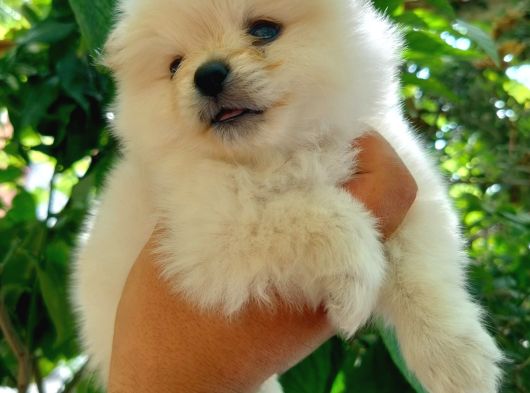 Ayıcık Suratlı Pomeranian Yavruları görsel