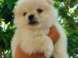 Ayıcık Suratlı Pomeranian Yavruları