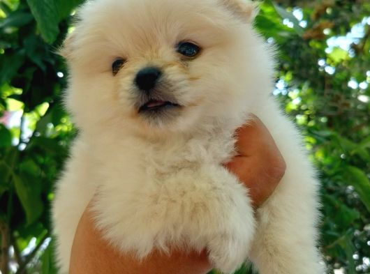 Ayıcık Suratlı Pomeranian Yavruları görsel