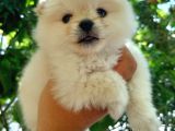 Ayıcık suratlı pomeranian yavruları
