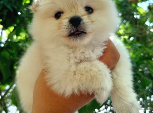 Ayıcık Suratlı Pomeranian Yavruları